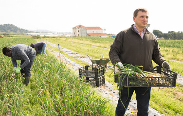 Successful farmer carrying crate with freshly harvested organic scallions on farm field. Harvest...