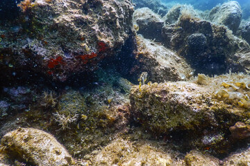 Fototapeta na wymiar Sea Life Underwater Rocks Sunlight, Underwater Life