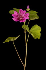 Common Mallow (Malva sylvestris). Inflorescence Closeup