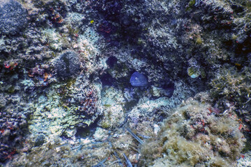 Mediterranean Moray (Muraena helena) Saint Helena Moray