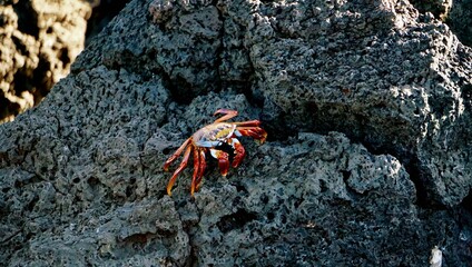 red crab on rock beach