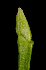 Bilberry (Vaccinium myrtillus). Pseudoterminal Bud Closeup