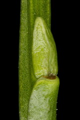 Bilberry (Vaccinium myrtillus). Lateral Bud Closeup