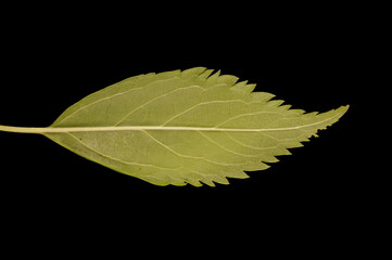 Garden Forsythia (Forsythia x intermedia). Leaf Closeup