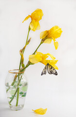 Yellow iris flowers in a vase on a light background. Butterfly - Idea Leuconoe on a flower.