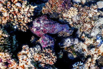 Stonefish (Synanceia verrucosa) Reef stonefish, Tropical waters