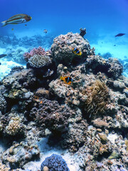 Underwater view of the coral reef, Tropical waters