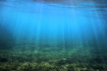 Freshwater Flora, Underwater Freshwater Landscape