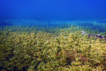Naklejka na ściany i meble Freshwater Flora, Underwater Freshwater Landscape