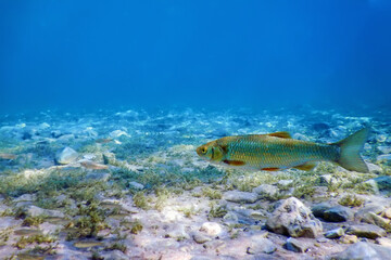 Roach fish in natural habitat, Freshwater fish