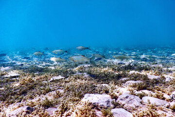 Roach fishes in natural habitat, Freshwater fishes