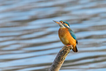 Common Kingfisher (Alcedo atthis) Kingfisher Bird sitting on a Branch