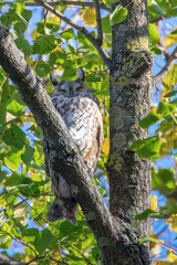 Long Eared Owl sitting on a tree (Asio otus) 
