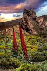 Rote Tajinastes im Teide Nationalpark. Rote Tajinastes Echium wildpretii in ihrem Lebensraum auf der Insel Teneriffa