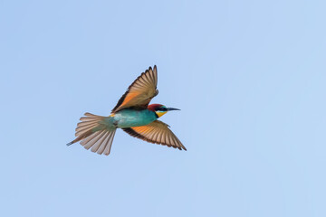 European Bee Eater In Flight (Merops Apiaster)