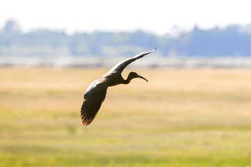 Glossy Ibis in Flight (Plegadis falcinellus)