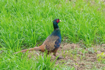 Ringneck Pheasant Male (Phasianus colchicus) Ring necked Pheasant
