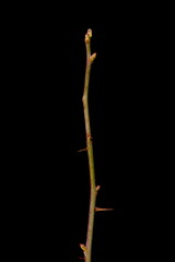 Apple Rose (Rosa villosa). Wintering Twig Closeup