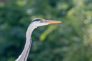 The Hunting Grey Heron (Ardea cinerea) Grey Heron Water