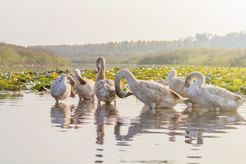 Young Swans enjoying the sunset