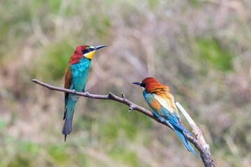 European Bee Eater (Merops Apiaster)