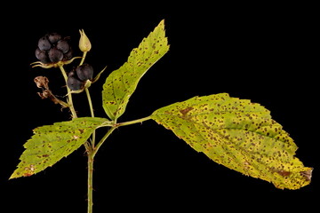 Dewberry (Rubus caesius). Infructescence Closeup