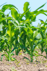Green Corn Growing on the Field. Green Corn Plants, Shallow depth of field, Agriculture background
