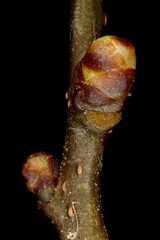 Common Hawthorn (Crataegus monogyna). Lateral Buds Closeup