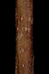 Common Hawthorn (Crataegus monogyna). Wintering Twig Detail Closeup