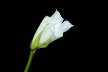 Dama da noite ou ipoméia branca perfumada é uma flor de uma planta trepadeira. São Paulo, Brasil.