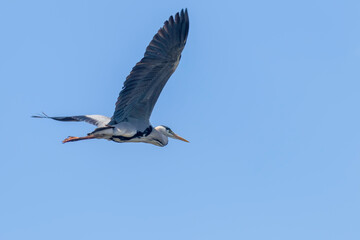 Grey Heron Flight (ardea herodias) Grey Headed Heron Flying Blue Sky 