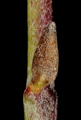 Cornelian Cherry (Cornus mas). Lateral Leaf Bud Closeup