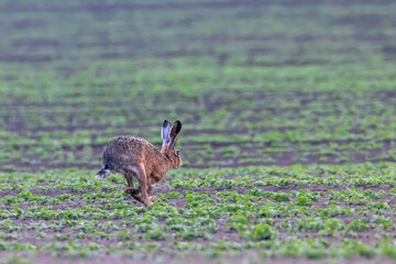 European Brown Hare (Lepus europeaus) running in field