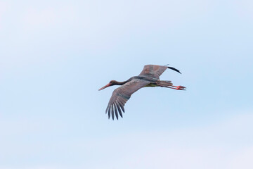 Black Stork in Flight (Ciconia nigra) 