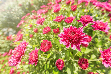 Flowering Pink Chrysanthemum in Autumn Garden, Background with Blossoming Chrysanthemum.