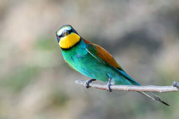 European Bee Eater (Merops Apiaster)