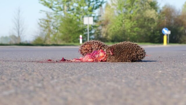 Dead Hedgehog Body Corpse on Asphalt Road Highway Killed by Car
