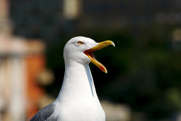 The open beak of an urban sea gull - 610118720