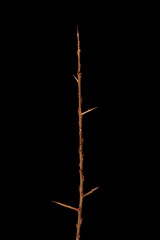 Sea Buckthorn (Hippophae rhamnoides). Wintering Twig Closeup