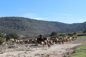 Pastor montando su burro y arreando a su rebaño de ovejas con cielo azul y montaña de fondo.  - obrazy, fototapety, plakaty