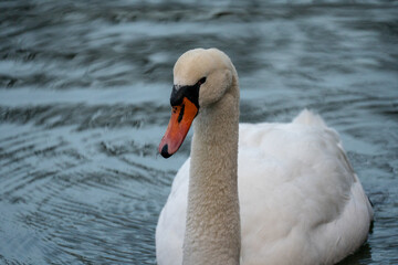 Obraz premium Schwan , See, Tiere, 