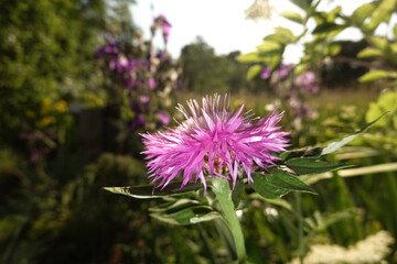 Wiesen-Flockenblume (Centaurea jacea)