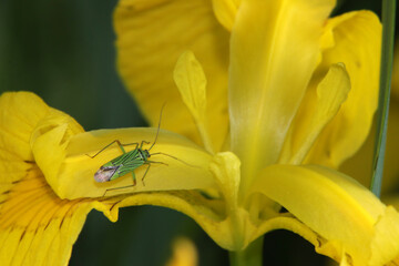 Eschen-Schmuckwanze (Mermitelocerus schmidtii)