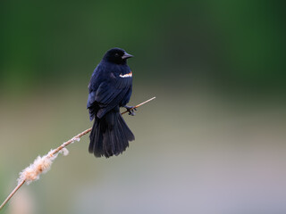 Male Red-winged Blackbird on cattail against green background