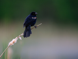 Male Red-winged Blackbird on cattail against green background