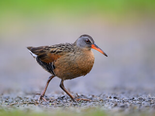 Virginia Rail closeup portrait in early morning