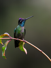 Talamanca Hummingbird  on tree branch against green background
