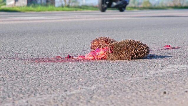 Dead Hedgehog Body Corpse on Asphalt Road Highway Killed by Car