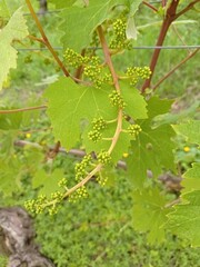 grapes on vine