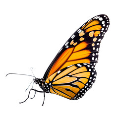 Monarch butterfly isolated on transparent white background, beautiful butterfly standing on white background, side view. generative ai